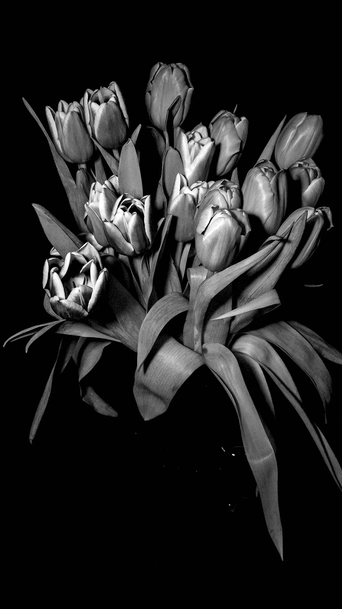 Черные тюльпаны букет