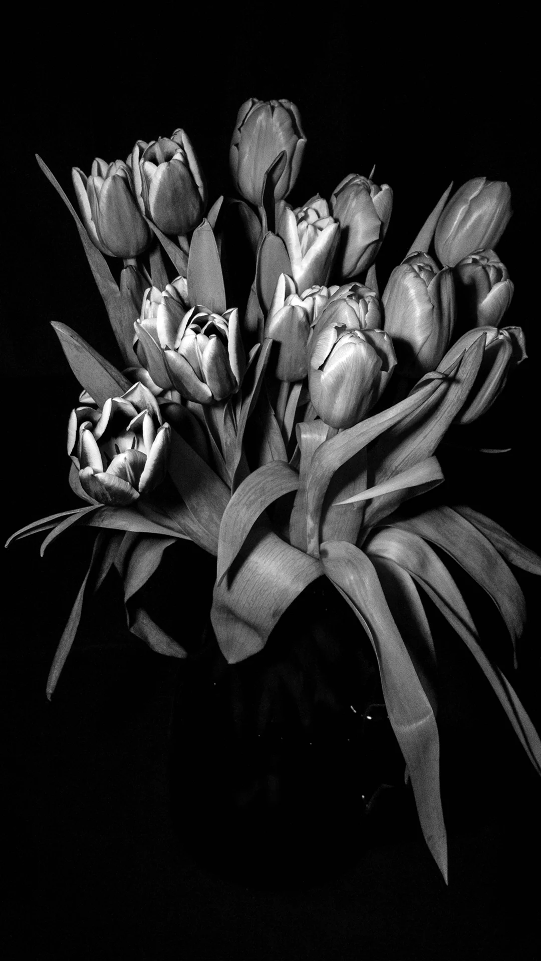 Черные тюльпаны букет