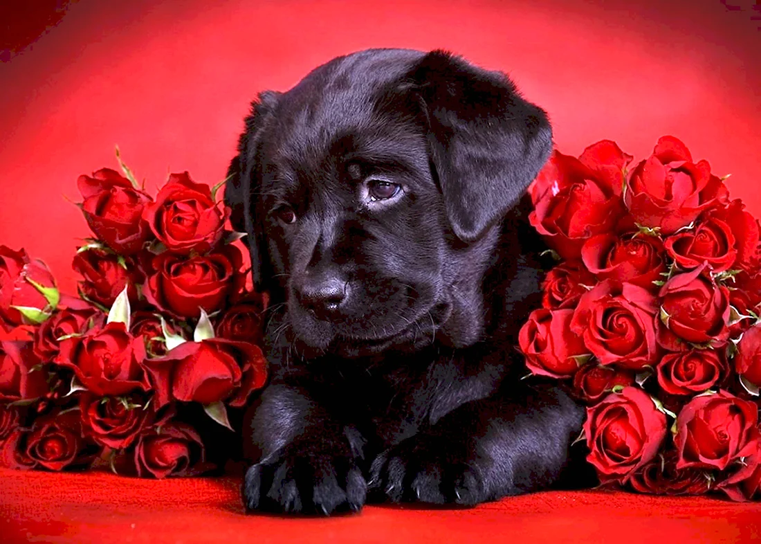 Черный собака с розой