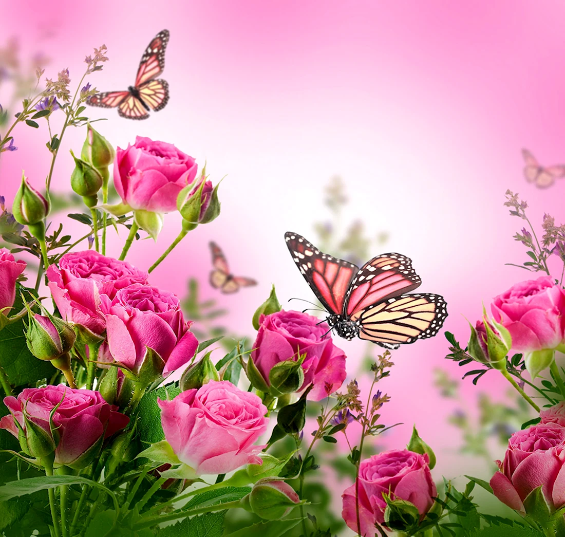 Фото по запросу Цветы бабочки