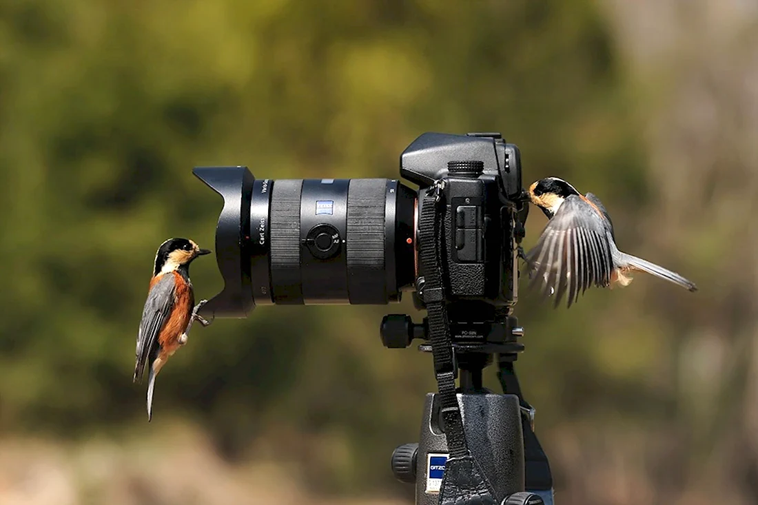 Фотографирование птиц