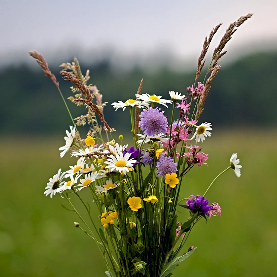 Иван Бунин полевые цветы
