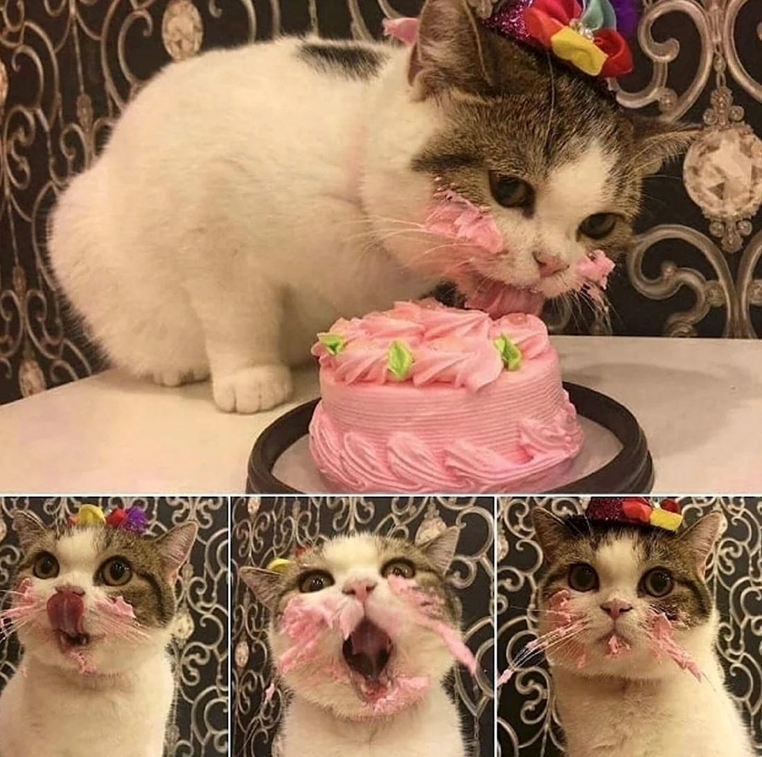 Кот с тортиком