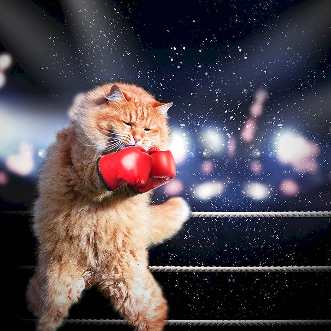 Кот в боксерских перчатках