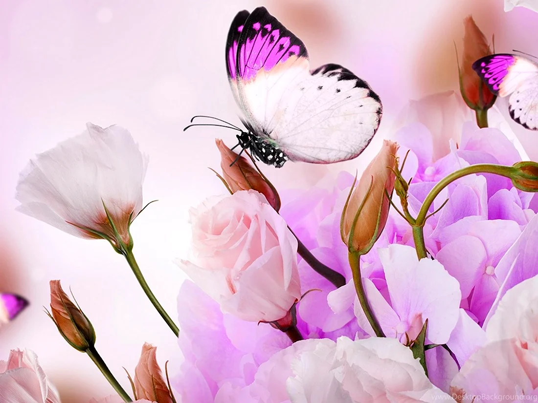 Нежные цветы и бабочки