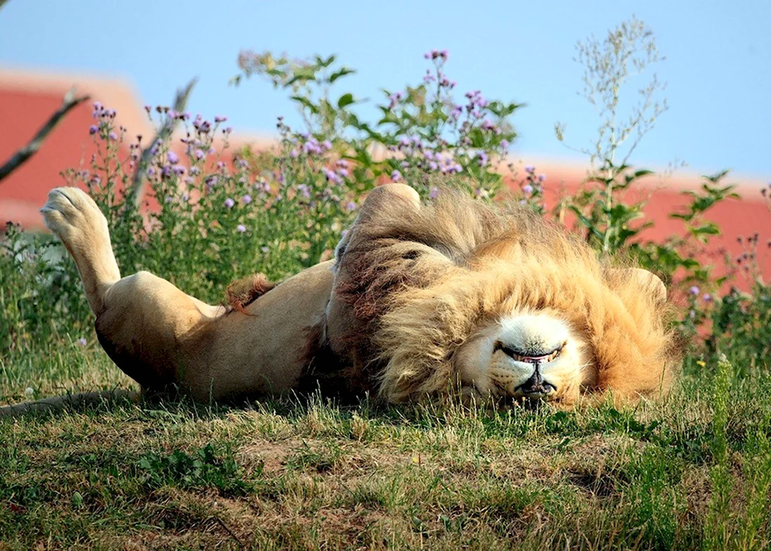 Отдыхающие львы
