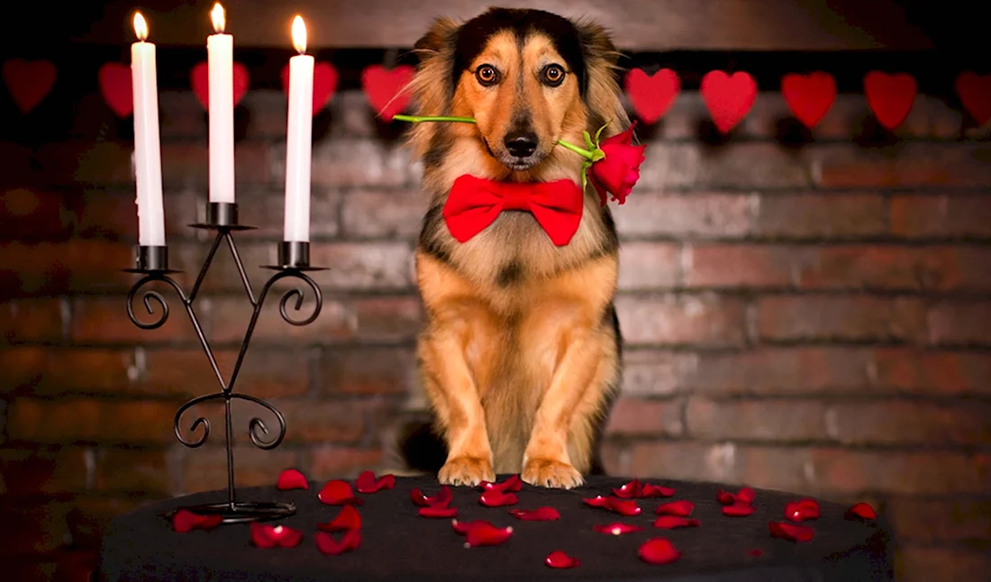 Романтичная собака
