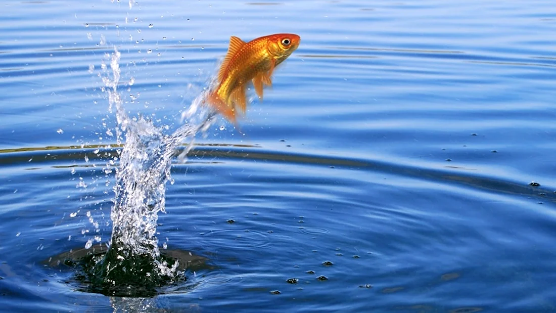 Рыбка выпрыгивает из воды