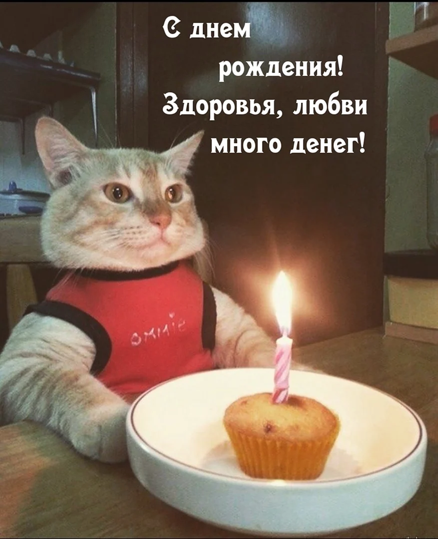 С днем рождения кот