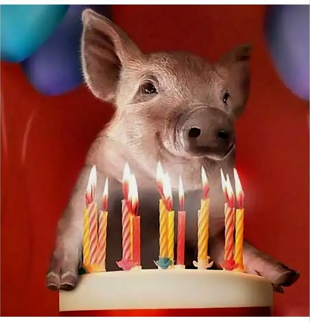 С днем рождения свинья