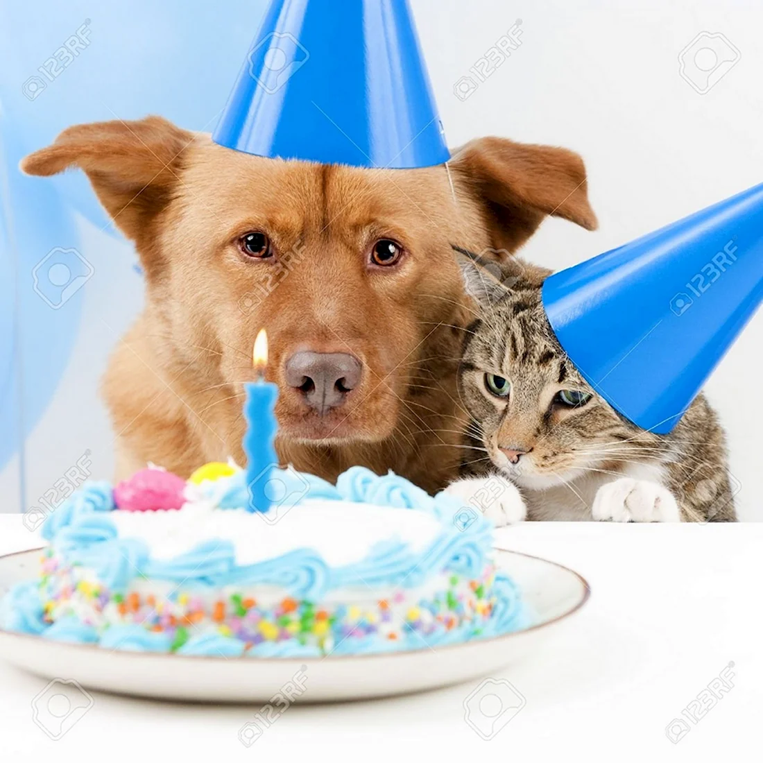 С днем рождения ветеринару