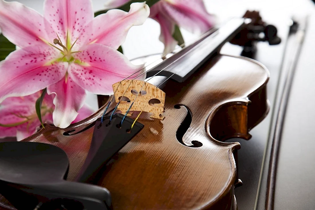 Скрипка и цветы