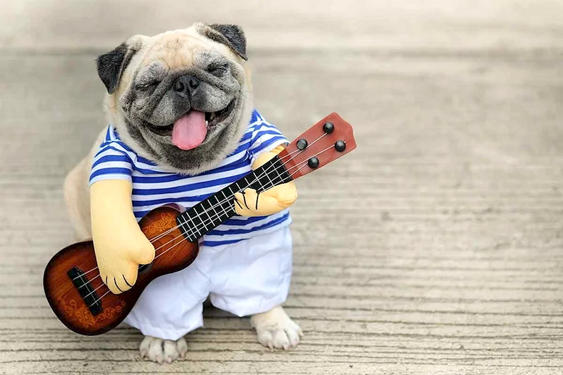 Собака с гитарой