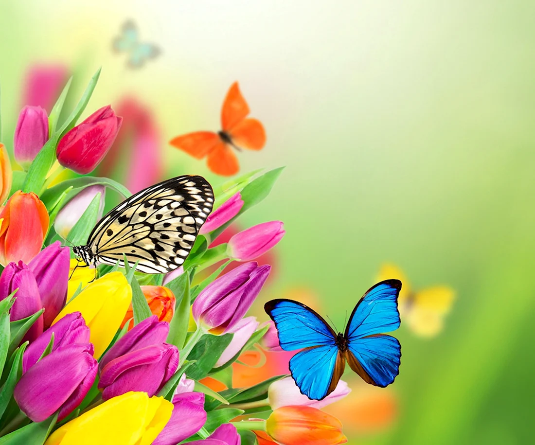 Тюльпан и бабочка