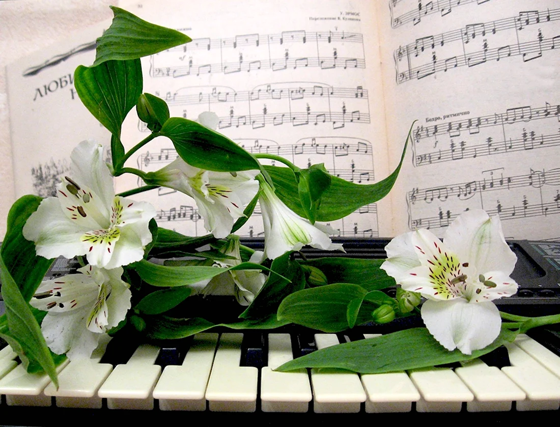 Цветы для музыканта