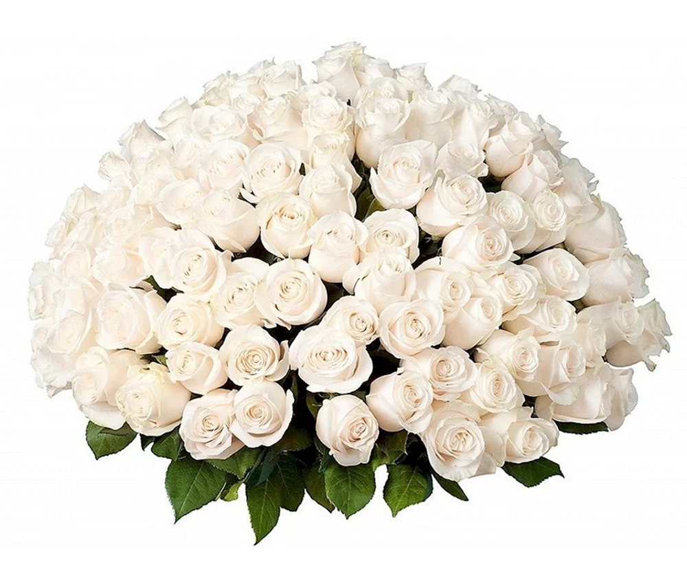 101 Роза белая Прауд