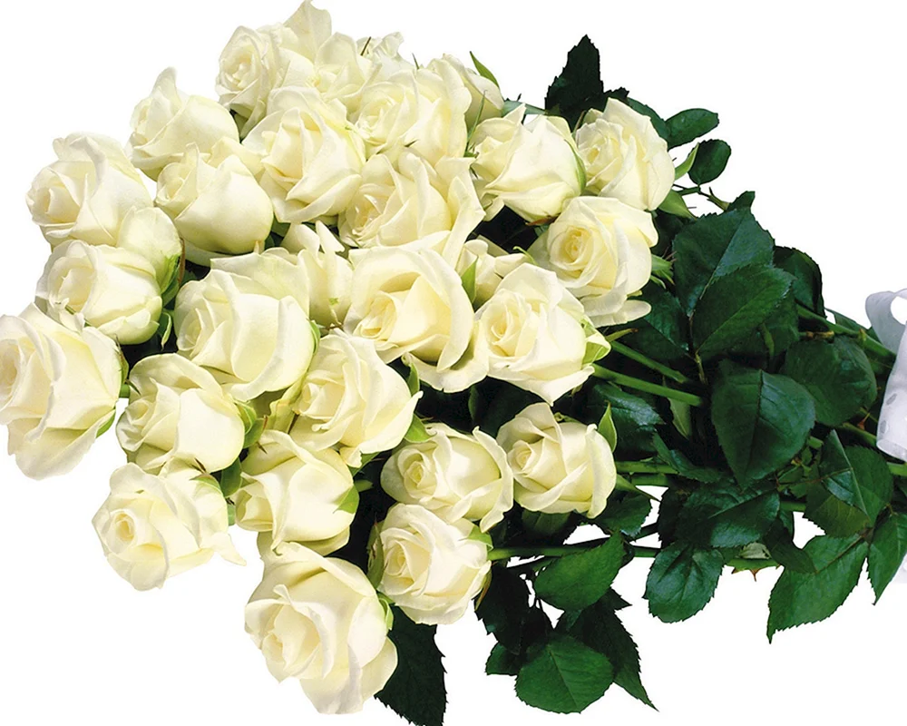 27 Белых роз букет