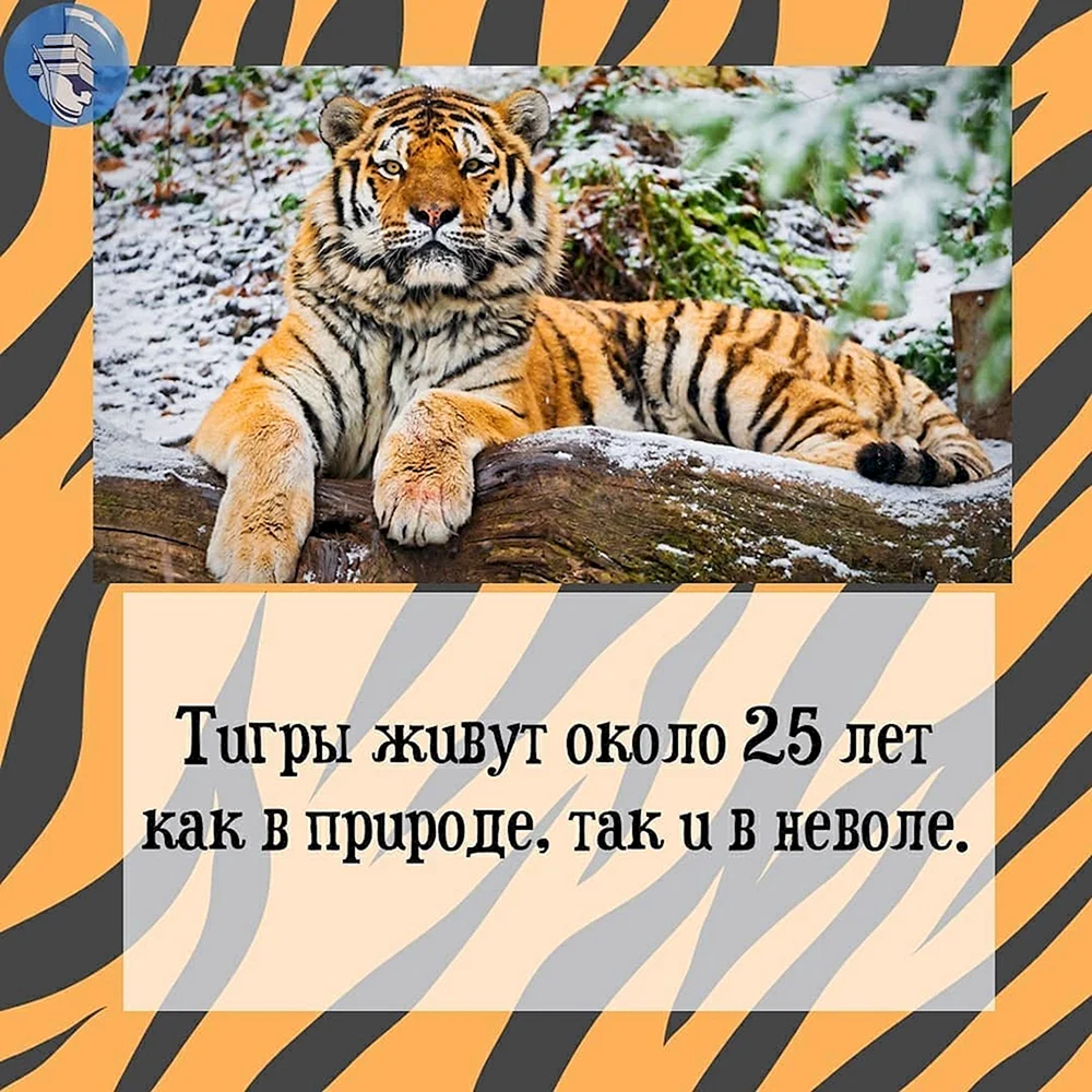 29 Июля день тигра