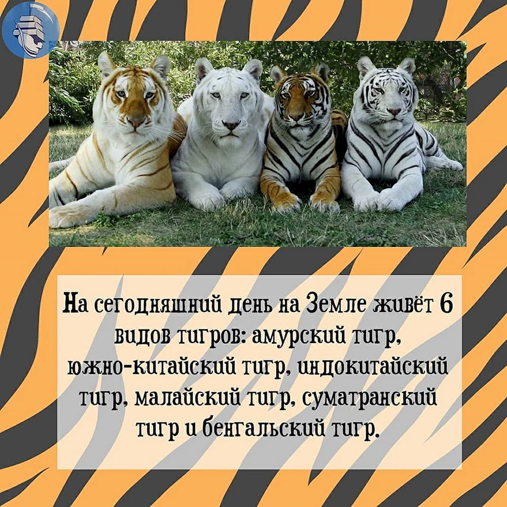 29 Июля день тигров