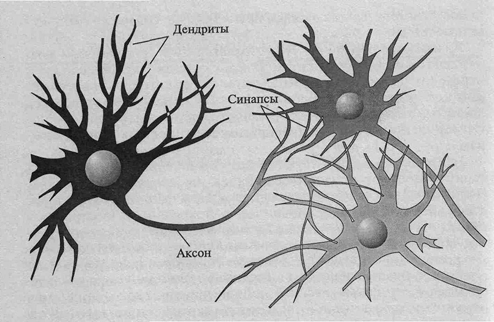 Аксон дендрит синапс