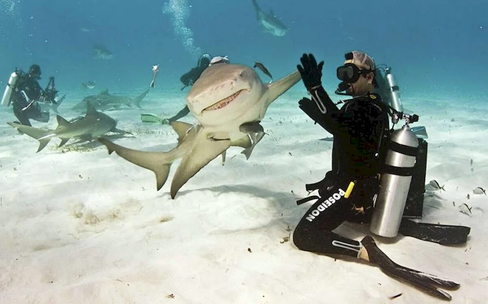 Аквалангист и акула