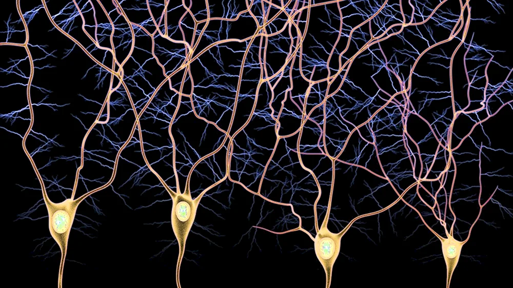 Биполярные Нейроны гистология