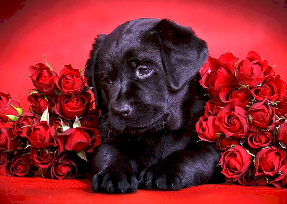 Черный собака с розой