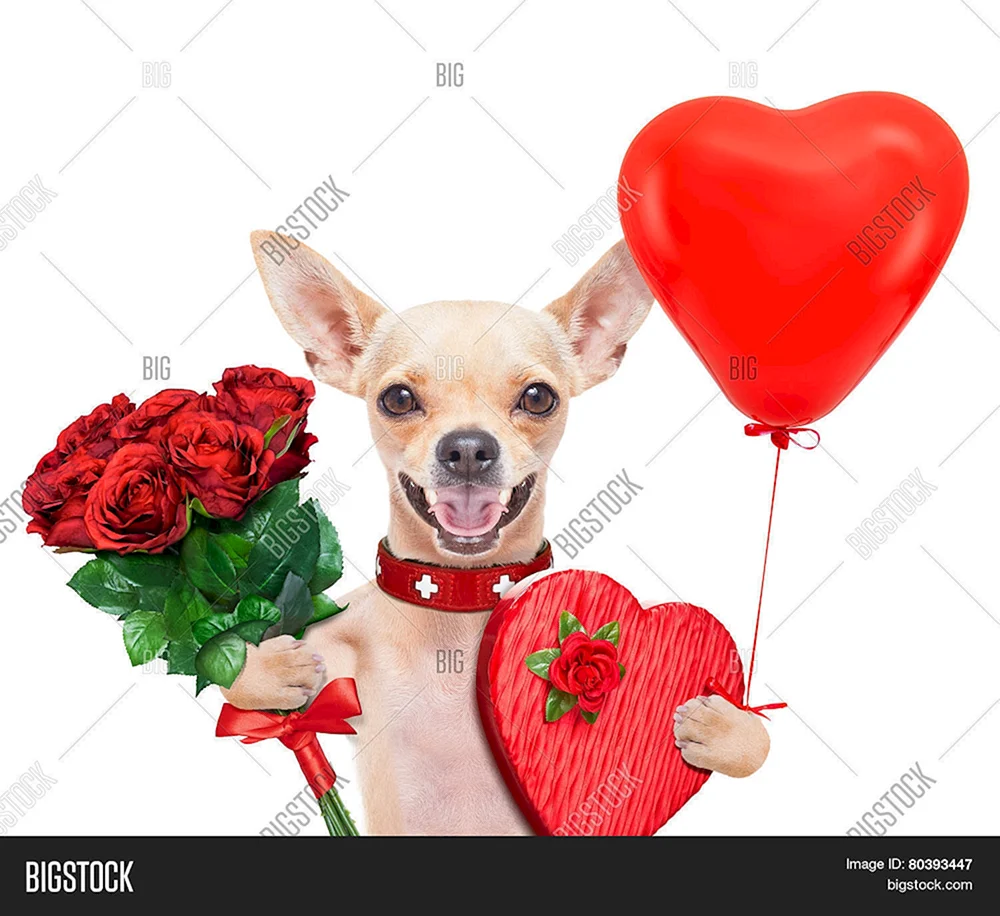 День Святого Валентина собака