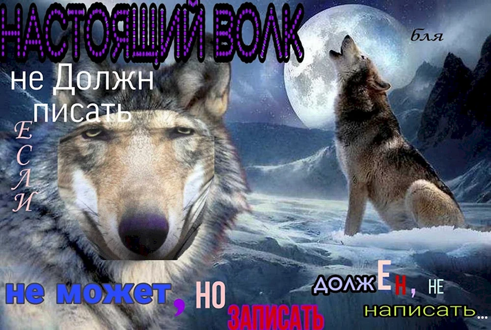 День волка