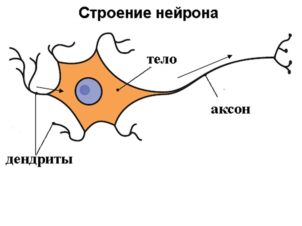 Дендрит тело нейрона Аксон синапс