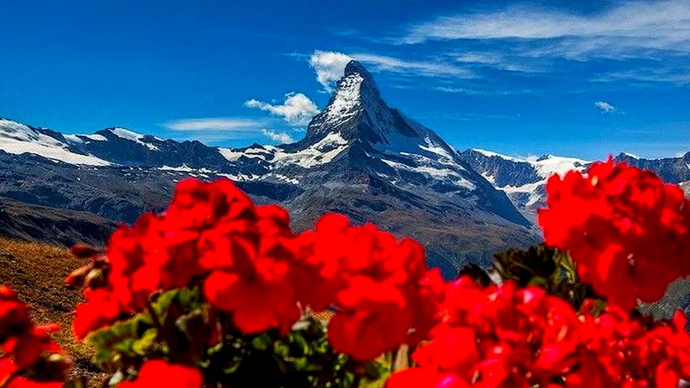 Гора Маттерхорн цветы горное солнышко