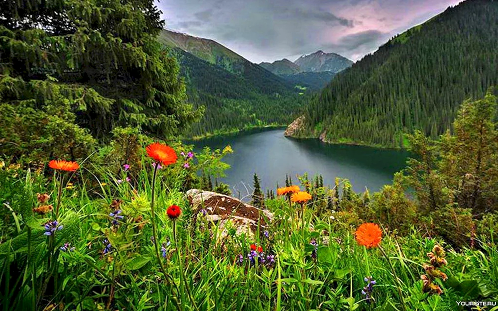 Горы лес озеро река Долина цветы