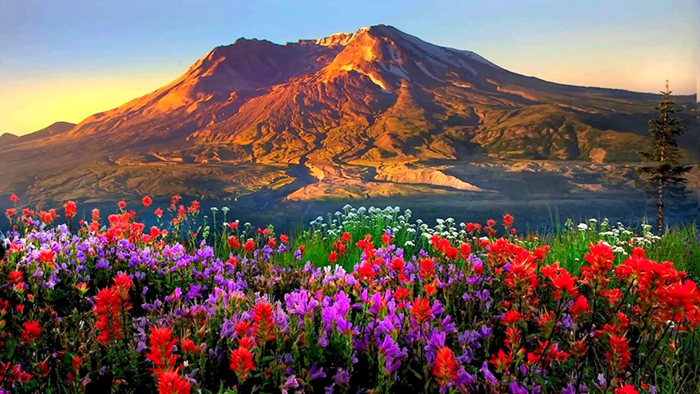 Горы в цветах