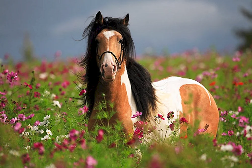 Конь в цветах