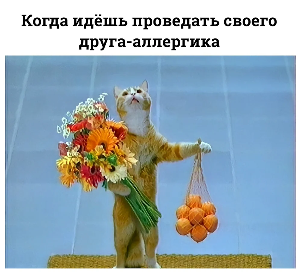 Кот с цветами и апельсинами