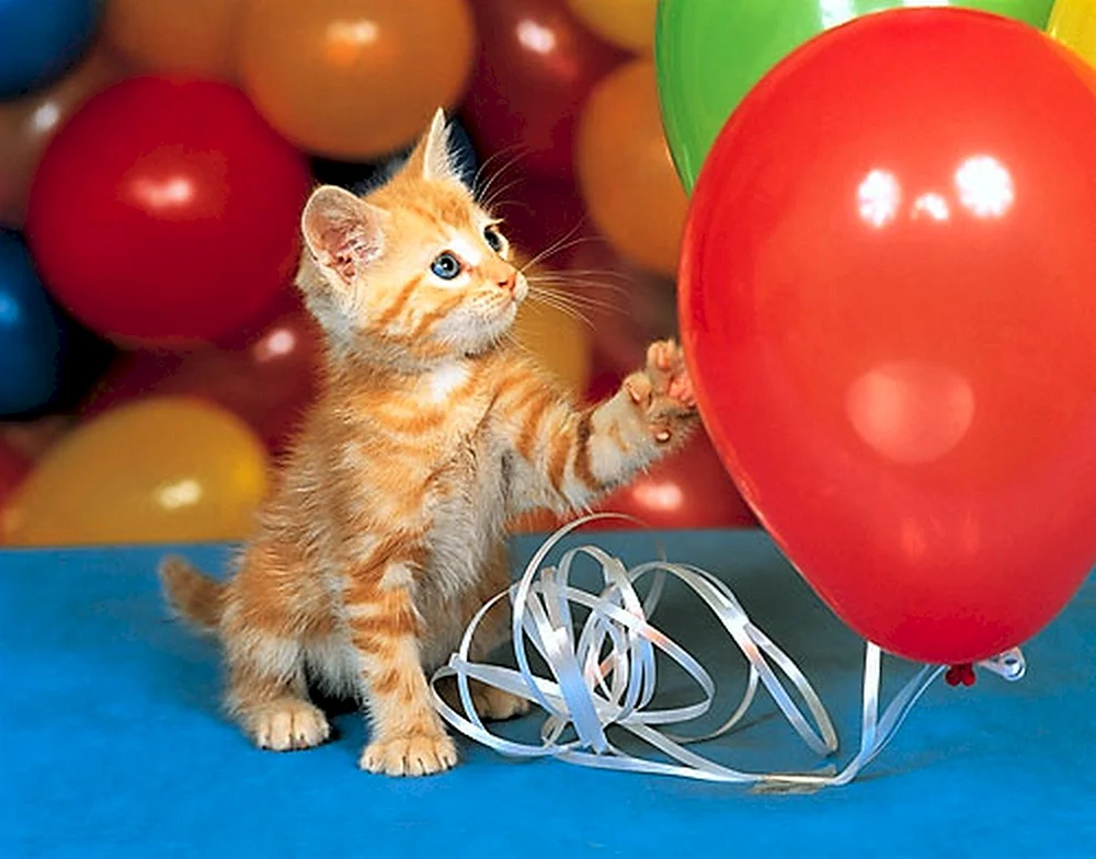 Котенок с воздушными шарами
