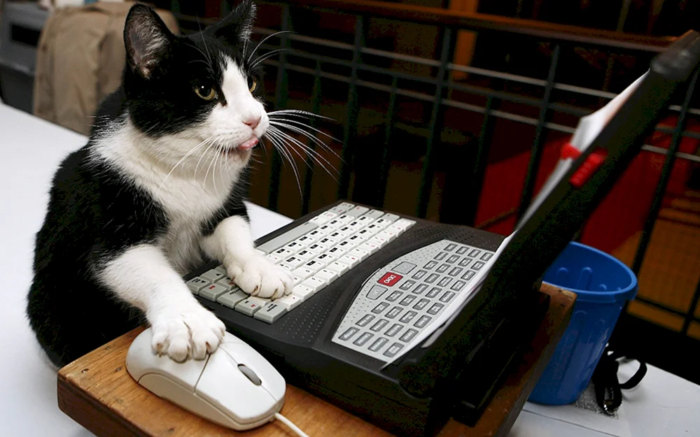 Коты за компьютером
