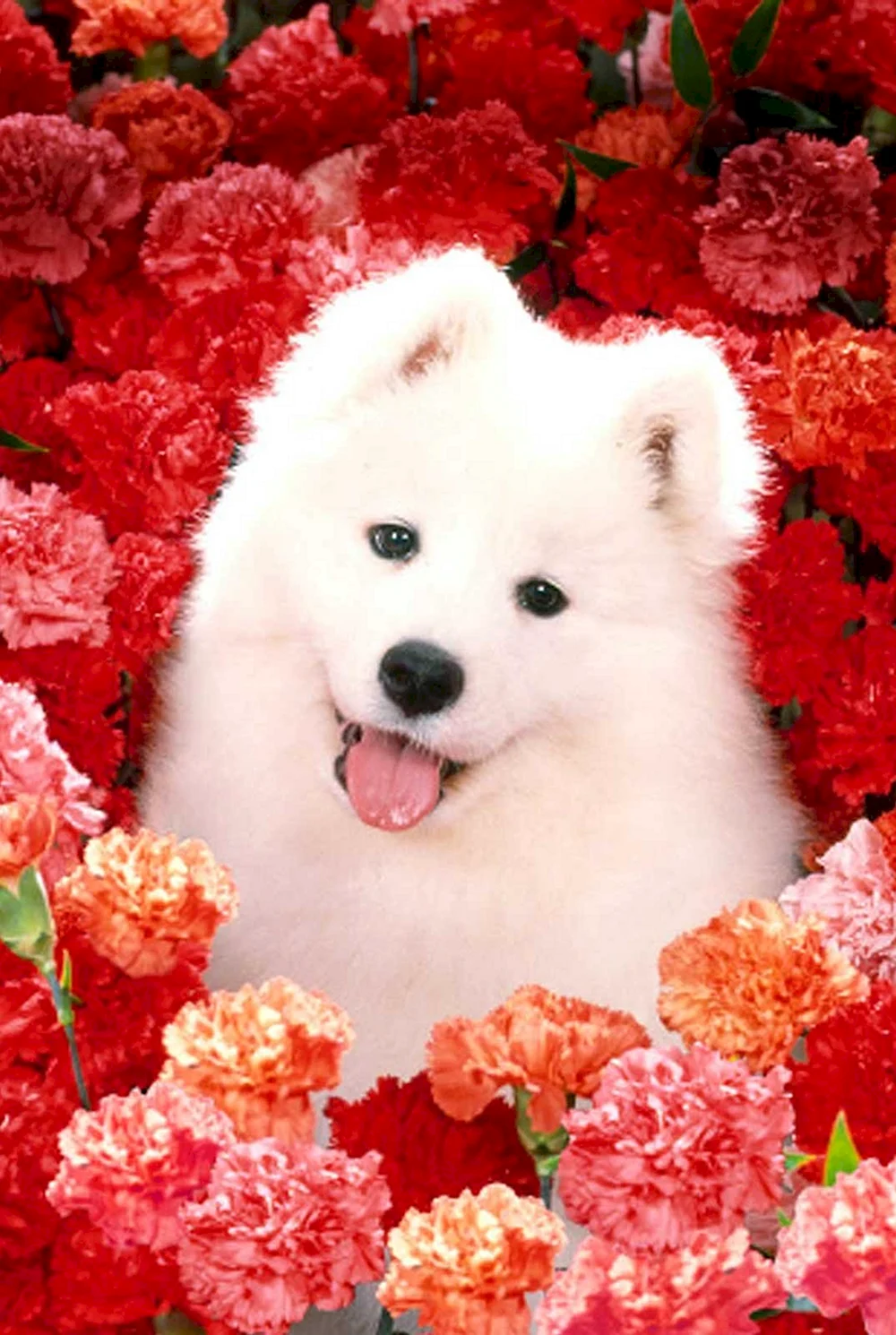 Красивые собачки в цветах