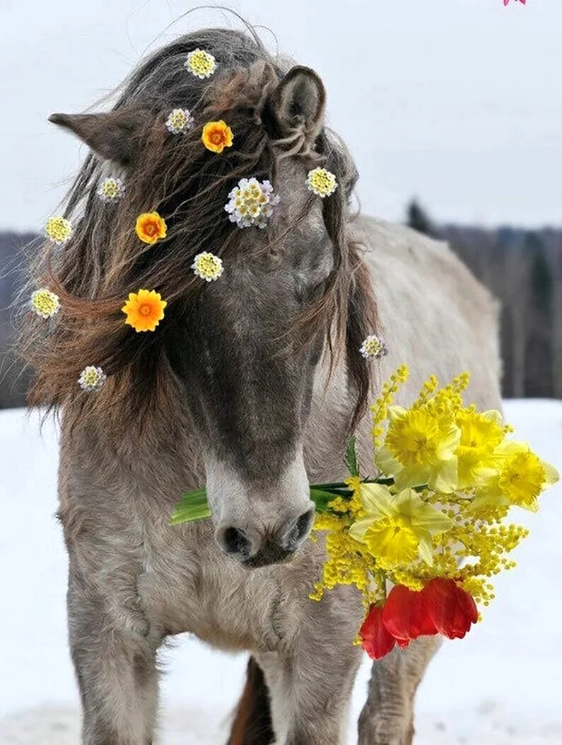 Лошадь поздравляет с 8 марта