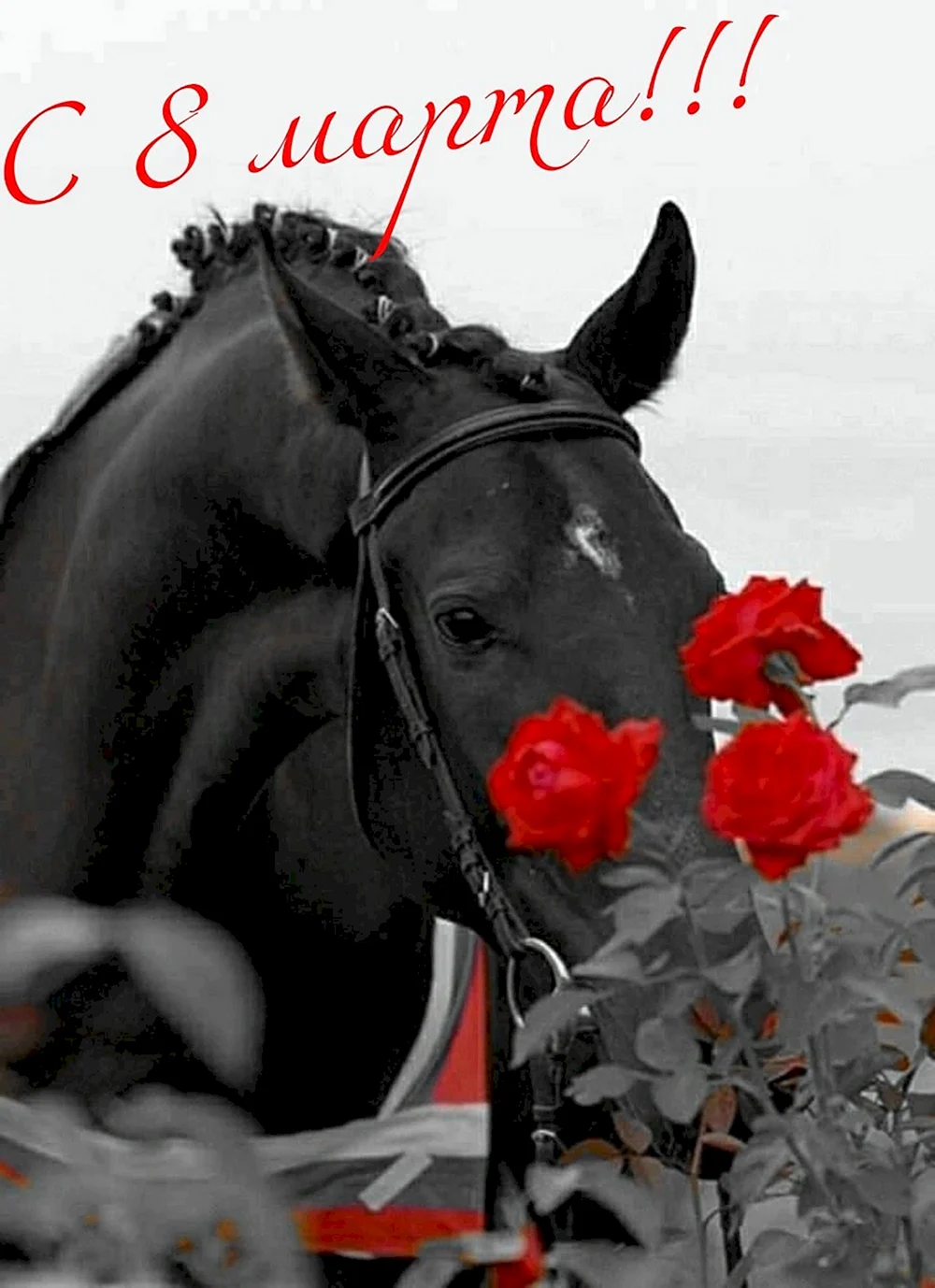 Лошадь с розой