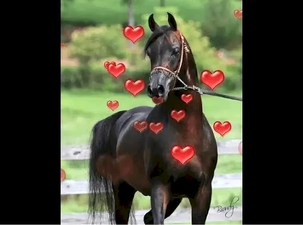 Лошадь с сердечком