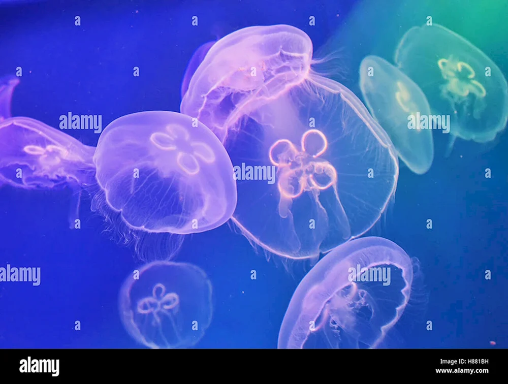 Медуза Аурелия аквариум