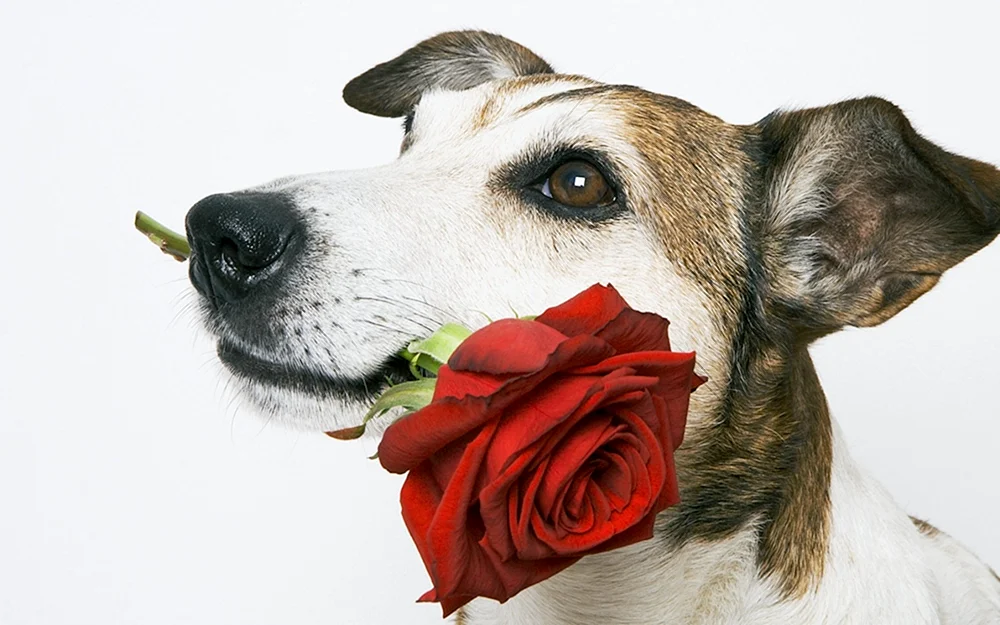 Международный день собак 2 июля
