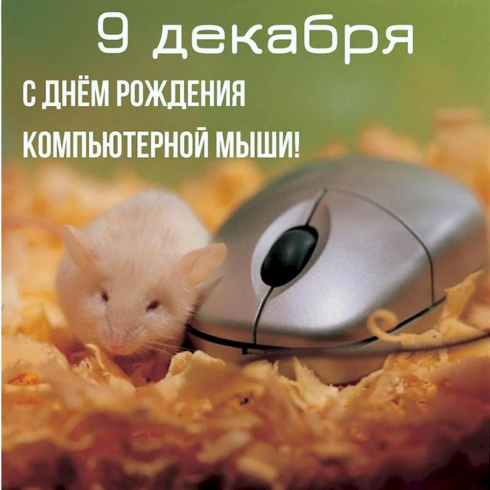 Мышь и компьютерная мышь