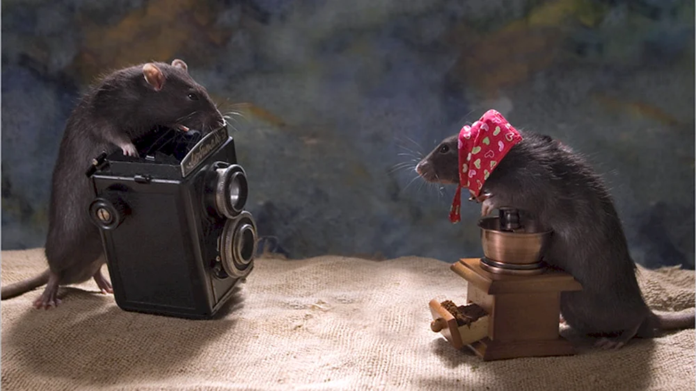 Мышь с фотоаппаратом