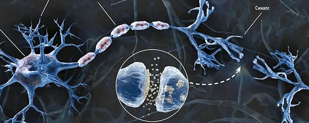 Нейрон дендрит синапс