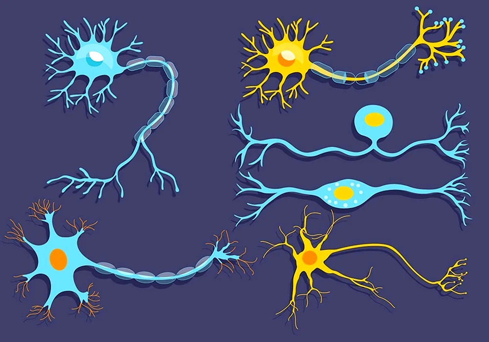 Нейрон рисунок