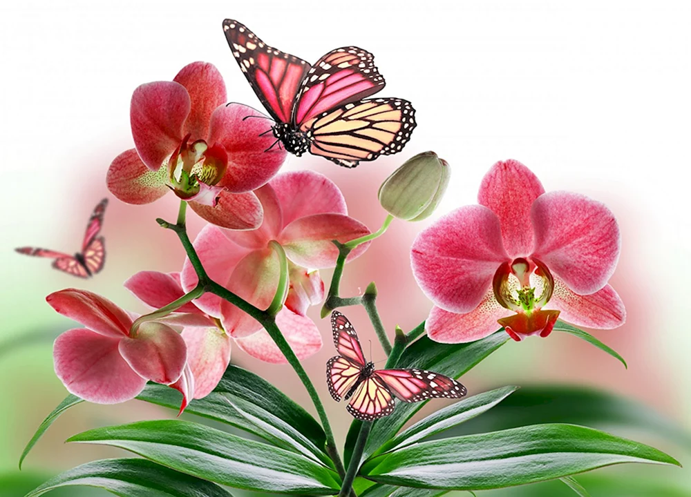 Орхидея бабочка 5053