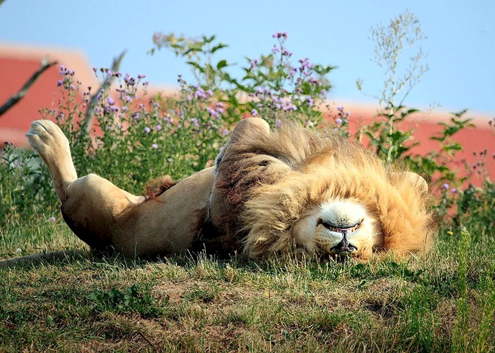 Отдыхающие львы