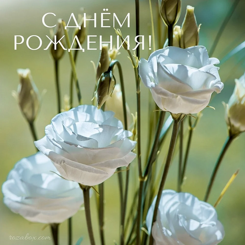 Открытки с днем рождения белые розы